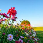 Jakie kwiaty do ogrodu